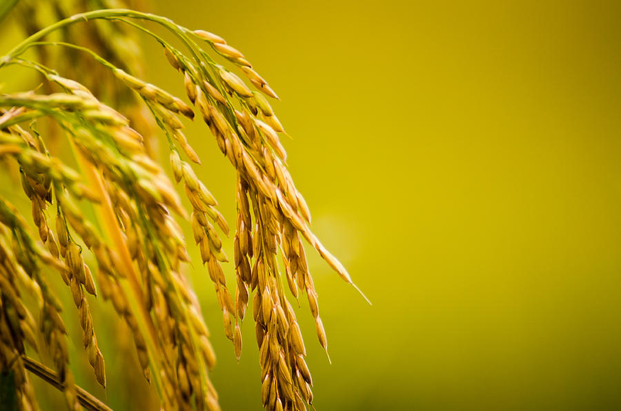 Rice Plant Close-up Photograph by JohanSjolander
