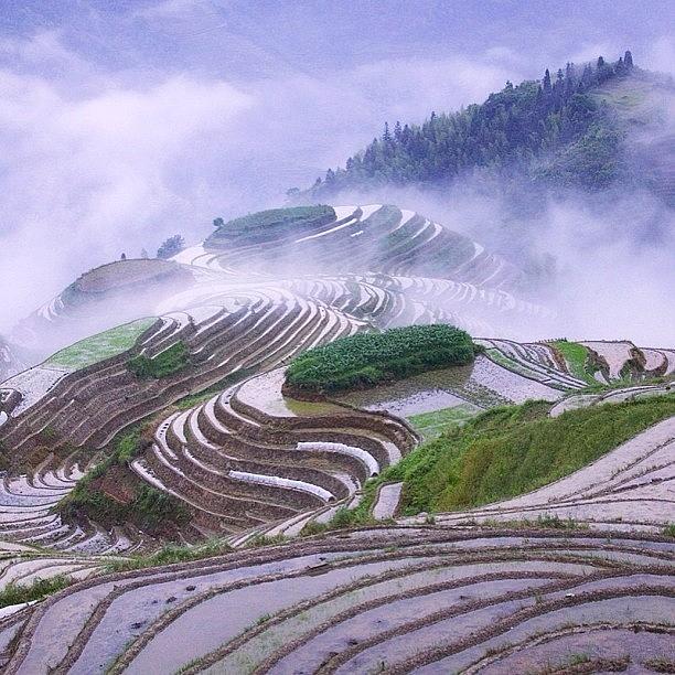 Rice Planting In The Fog. Sapa, Vietnam Photograph by Universal Traveller