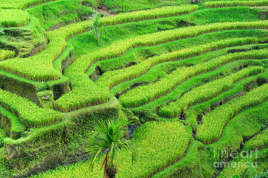 Rice Terrace field - Bali Photograph by Luciano Mortula