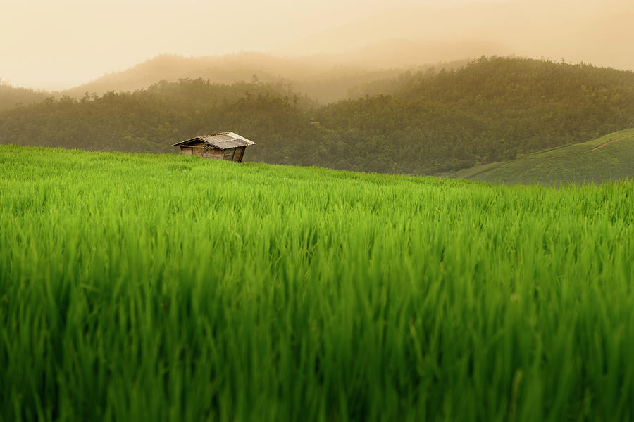 Rice Terrace Photograph by Thanapol Marattana