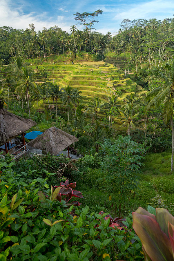 Rice Terraces - Bali Photograph by Matthew Onheiber