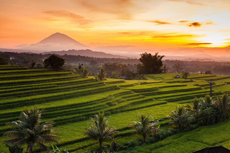 Rice terraces at sunrise, Bali, Indonesia Photograph by Anton Petrus