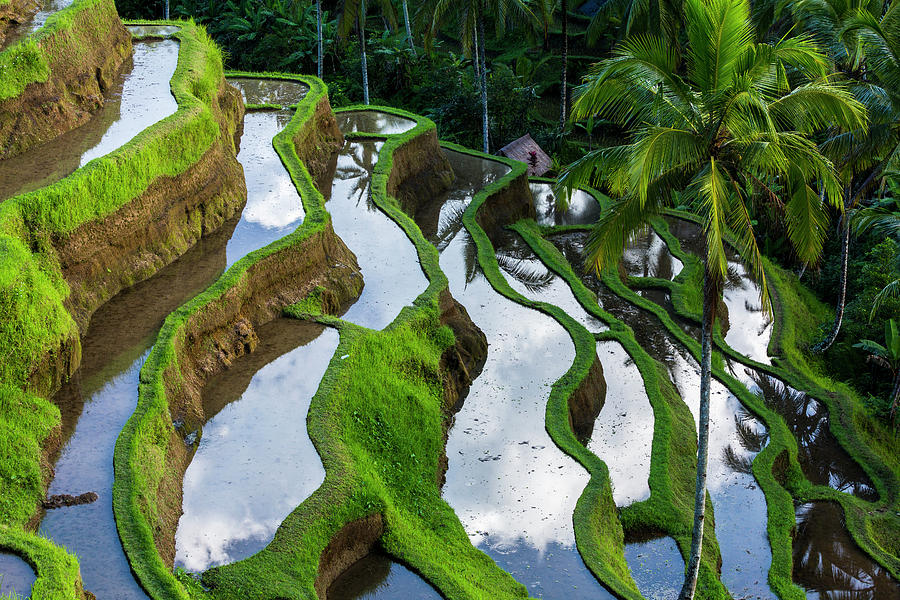 Rice Terraces In Central Bali Indonesia Photograph by Gavriel Jecan Rice Terraces In Central Bali Indonesia Photograph by Gavriel Jecan