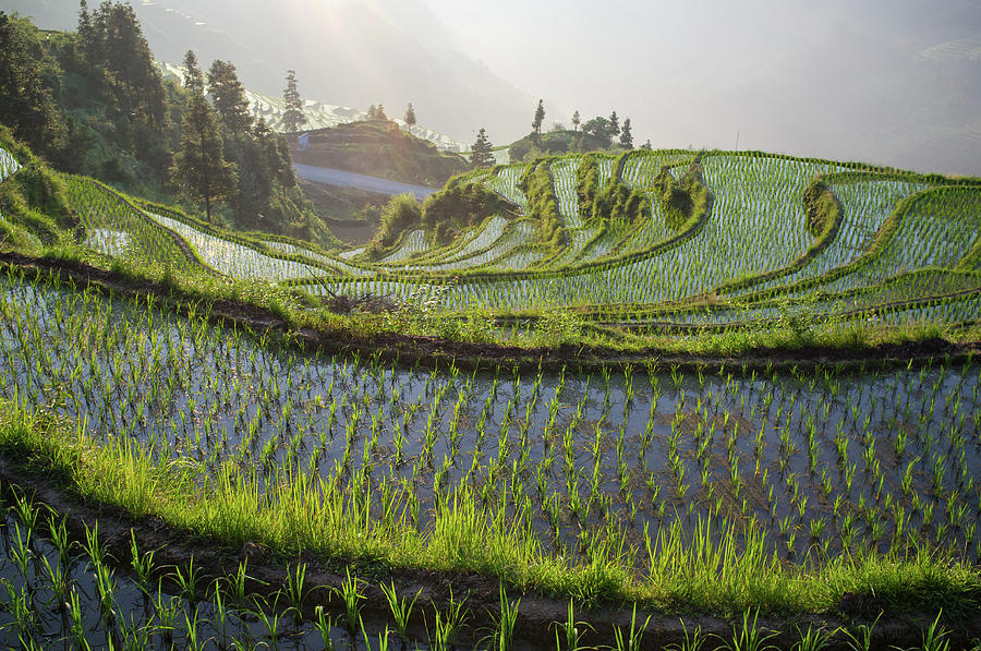 Rice Terraces In Morning Sunlight Photograph by Wulingyun