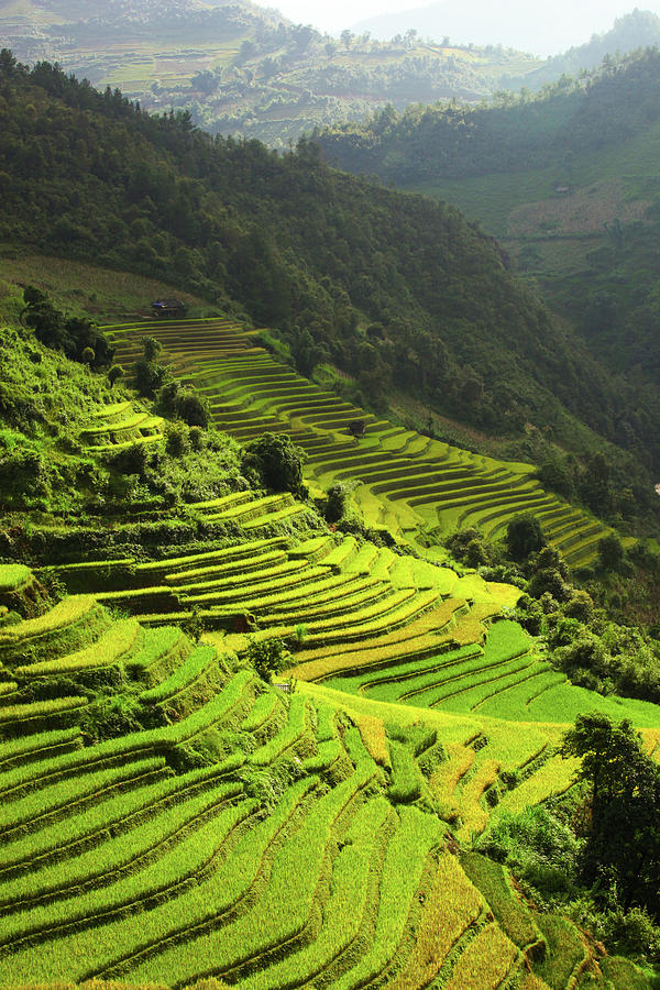 Rice Terraces In Mu Cang Chai, North Photograph by 117 Imagery