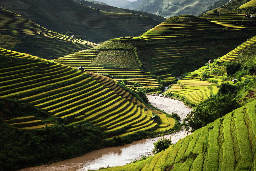 Rice Terraces In Mu Cang Chai, North by Quynh Anh Nguyen