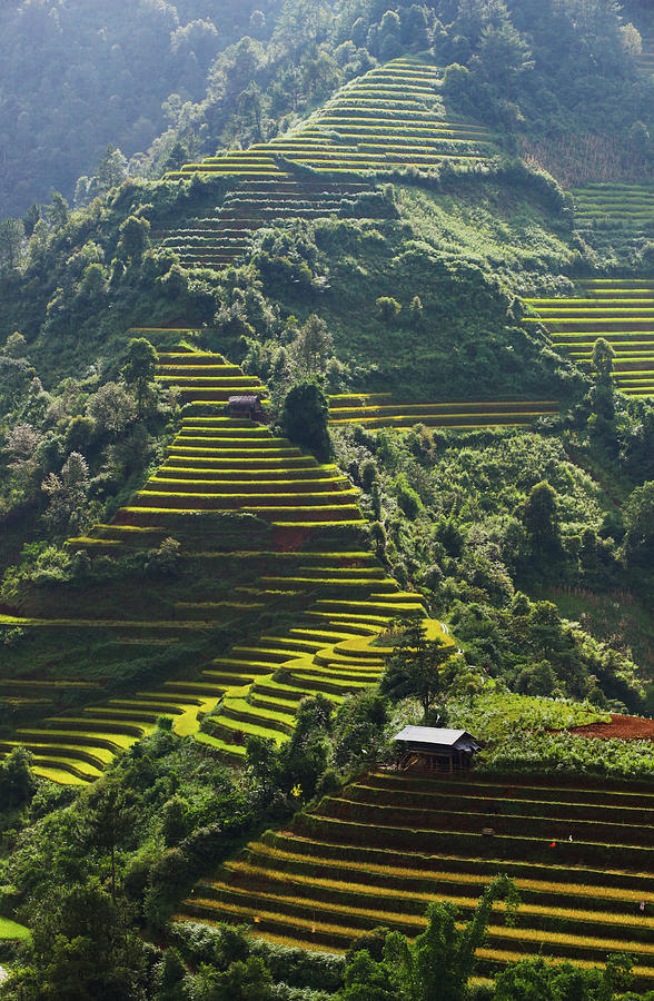 Mu Cang Chai (Yen Bai): tourisme vert et préservation de l 