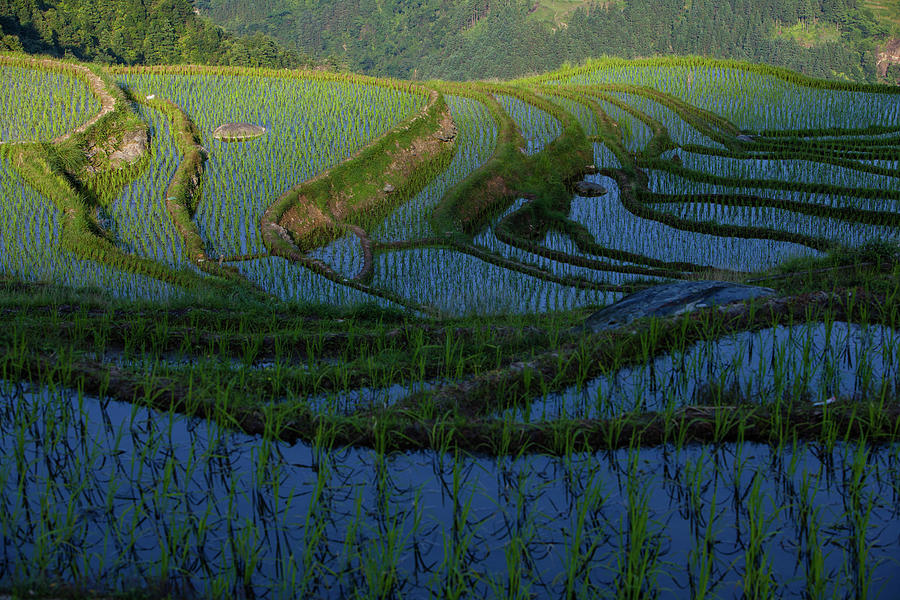Rice Terraces In Sunset Light Photograph by Wulingyun