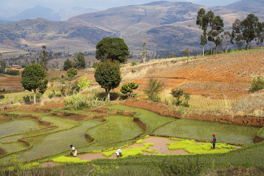 Rice Terraces Near Ambalavao Madagascar Photograph by Konrad Wothe