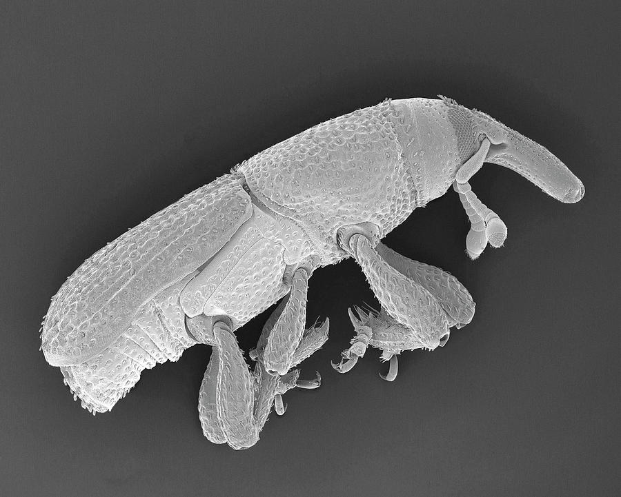 Rice Weevil Photograph by Dennis Kunkel Microscopy/science Photo Library