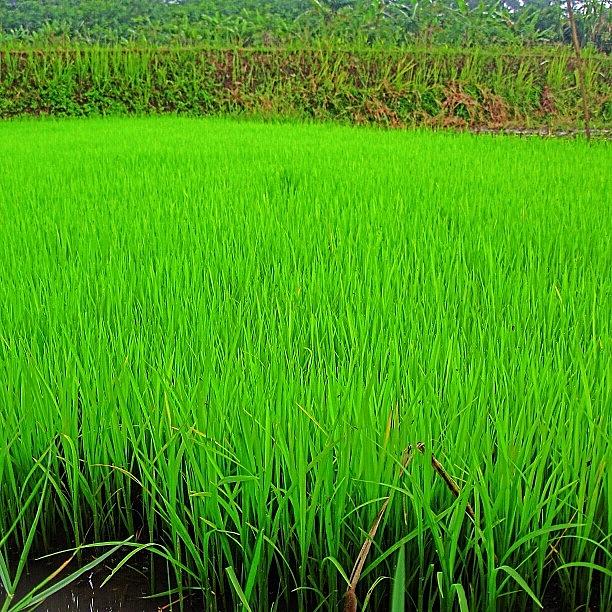 Nature Photograph - #ricefield #java #indonesia #green by Fajar Triwahyudi