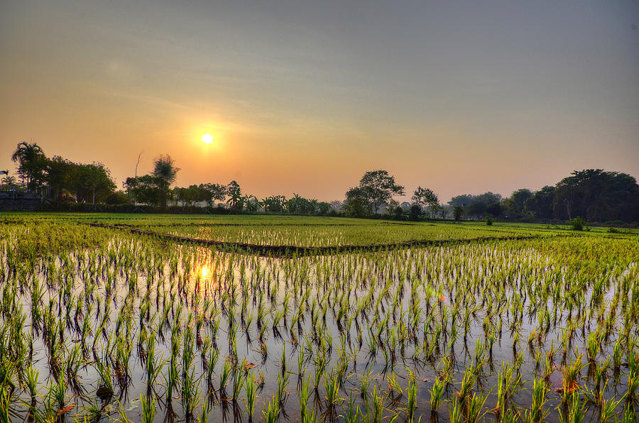 Landscape Photograph - Ricefield Sunrise Chiang Rai by Duane Bigsby