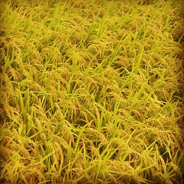 Rice+fields+with+ripe+golden+ears In Photograph by Futoshi Takami