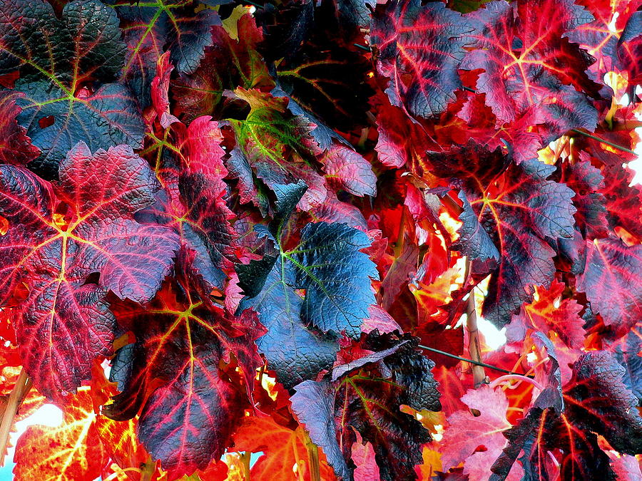 https://images.fineartamerica.com/images-medium-large-5/rich-burgundy-red-grape-vine-leaves-jeff-lowe.jpg