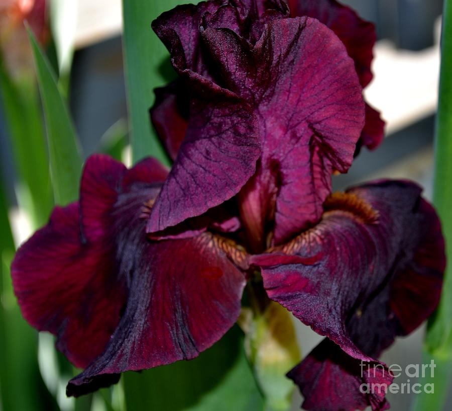 Rich Colored Iris Photograph by Eva Thomas Fine Art America
