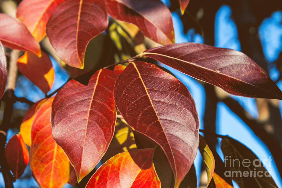 Rich Colors Of Fall Photograph by Arlene Carmel