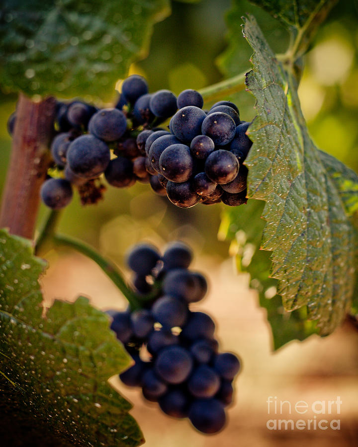 Rich Grapes on the Vine Photograph by Ana V Ramirez