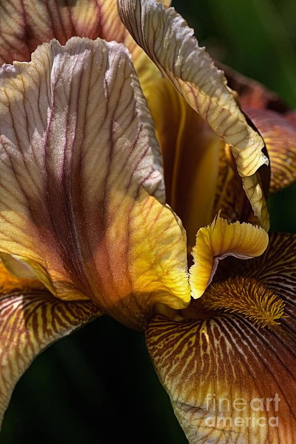 Rich Iris Photograph by Joy Watson Rich Iris Photograph by Joy Watson