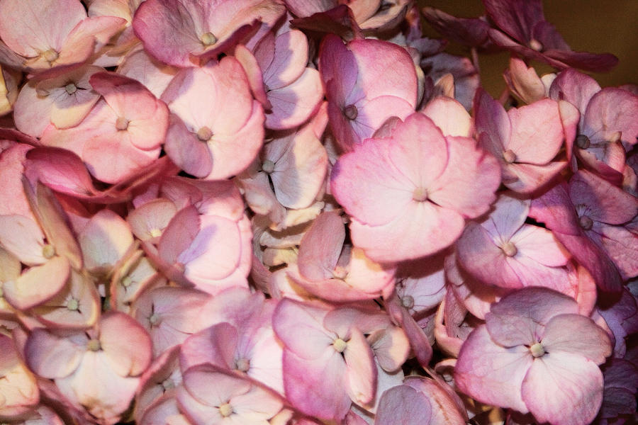 Nature Photograph - Rich Pink Hydrangea Maco by Linda Phelps