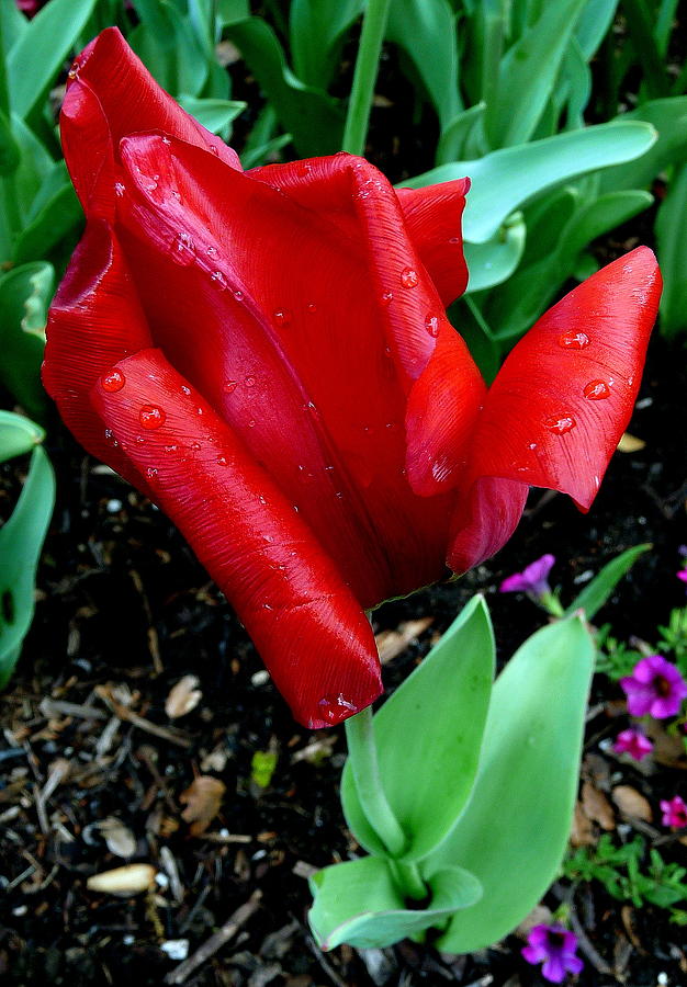 Rich Red Tulip Dew Photograph by Jeff Lowe