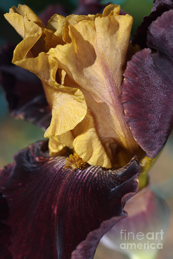 Rich Toned Iris Photograph by Joy Watson