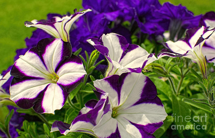 Rich Velvety Petunias 2 Photograph by Sharon Talson