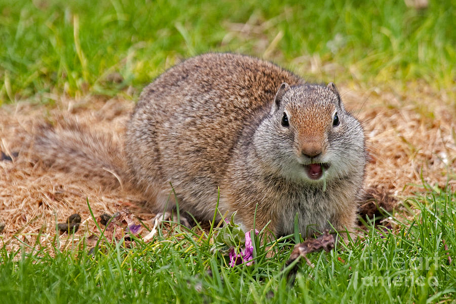 Richardson Ground Squirrel Photograph by Fred Stearns