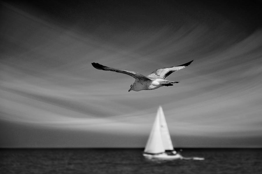 Ride The Wind Photograph by Laura Fasulo