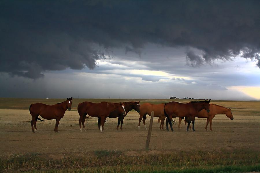 Horse Photograph - Riders on the Storm by Marcelo Albuquerque