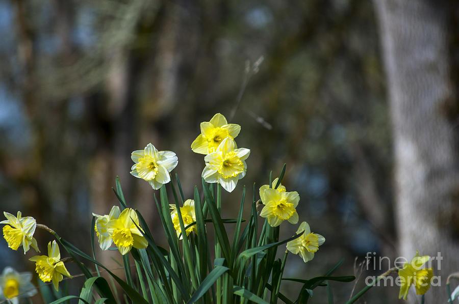 Spring Photograph - Ridge of Daffodil by M J