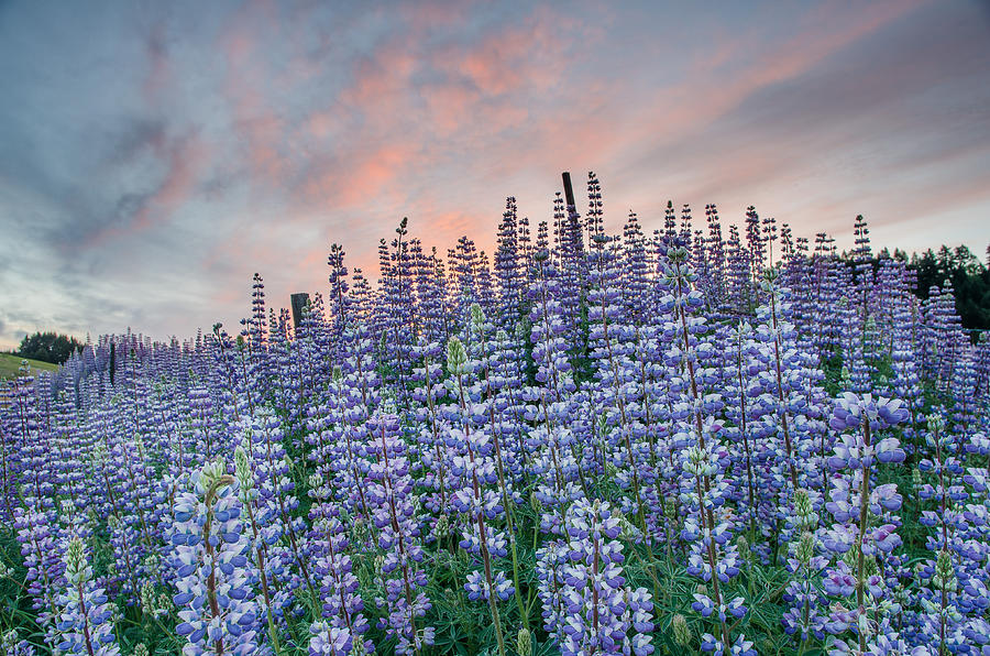 Ridge of Lupine at Dawn Photograph by Greg Nyquist