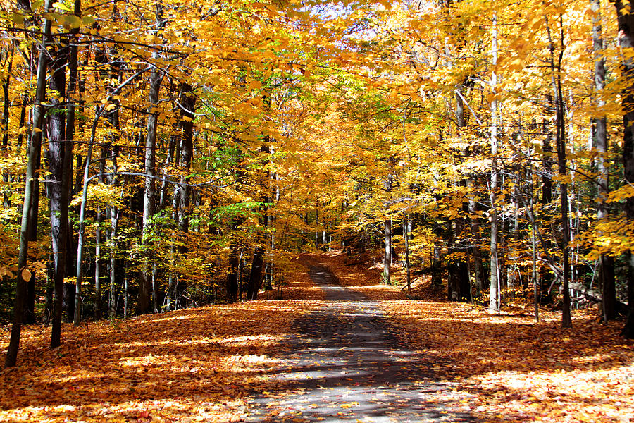 Ridge Road in Fall Photograph by John Freidenberg