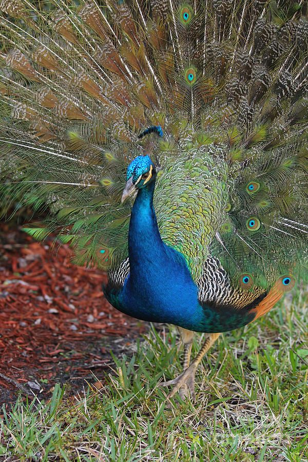 Ridgecrest Peacock Photograph by Deborah Benoit