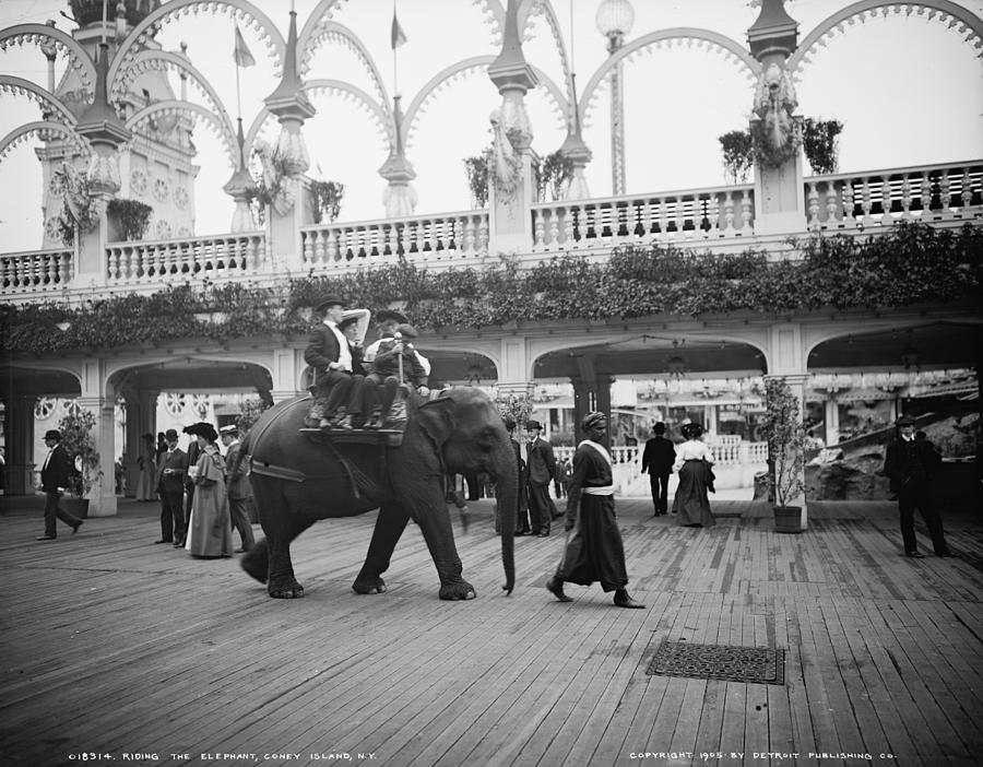 Riding An Elephant In Coney Island, New Photograph by Everett