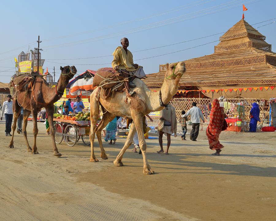 Riding a Camel at the Kumbhla Mela - Allahabad India Photograph by Kim Bemis