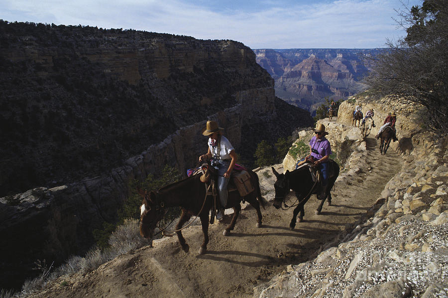 Riding Mules Through The Grand Canyon Photograph by Mark Newman