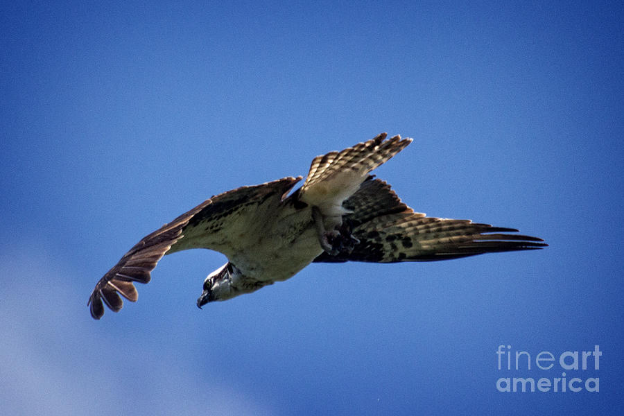 Osprey Photograph - Riding the air currents by Bob Hislop