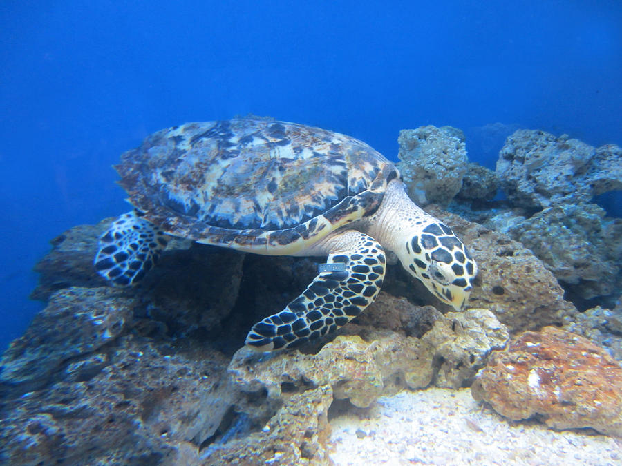 Ridley Turtle Photograph by Catherine Modlin | Fine Art America