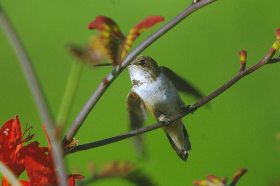 Hummingbird Photograph - Right at take off by Jeff Swan