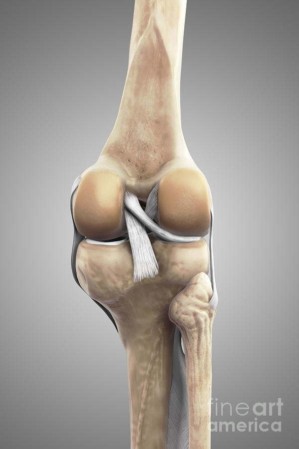 Right Knee Ligaments Photograph by Science Picture Co