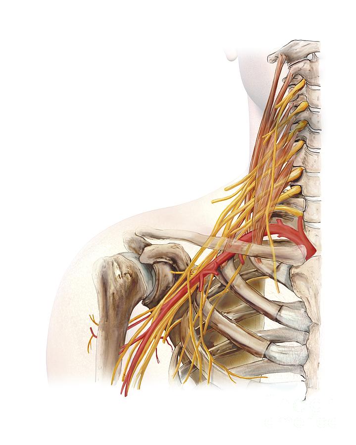 Skeleton Photograph - Right Shoulder And Nerve Plexus, Artwork by D & L Graphics