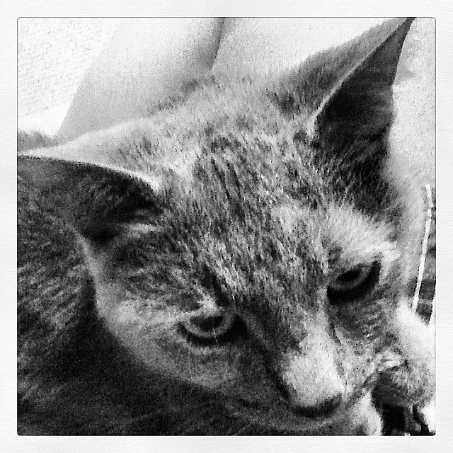 Cat Photograph - #rightnow Sitting On My Lap #purring Up by Teresa Mucha