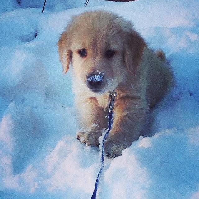 Riley Was Loving The New, Fluffy Snow Photograph by Danielle Graffius