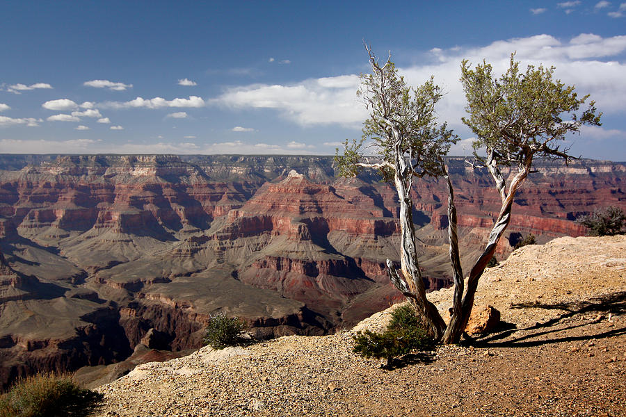 Rim of the Grand Canyon Photograph by Jean Clark