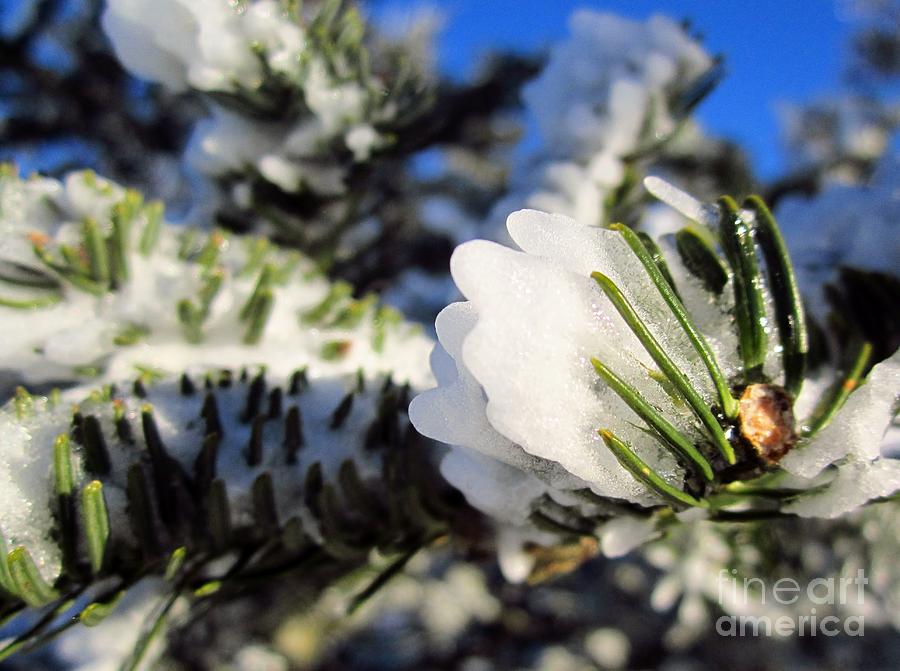 Rime Ice on Pine Needles Photograph by Cynthia  Clark