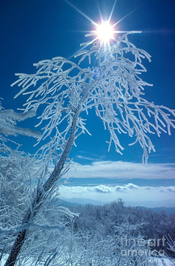 Winter Photograph - Rime On Tree by Frank J Miller