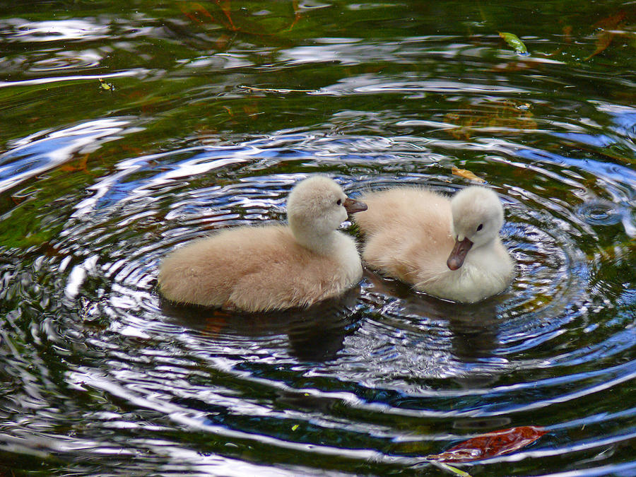 Ring Around the Signets Photograph by Susan Duda