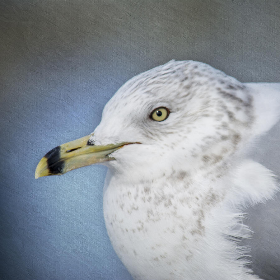 Ring Bill Gull Portrait Photograph by Cathy Kovarik