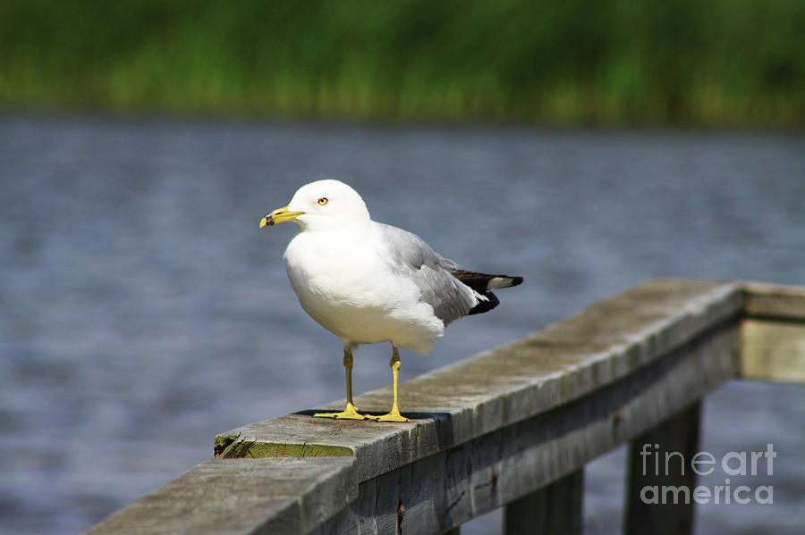 Ring-Billed Gull Photograph by Alyce Taylor