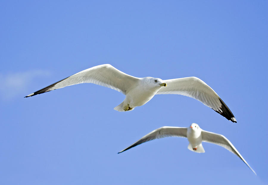 Ring Billed Gull And Black-headed Gull Photograph by John Devries ...